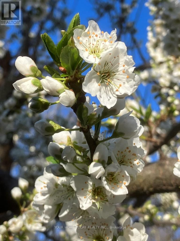 20 Elgin Street, Halton Hills (Georgetown), Ontario  L7G 3M3 - Photo 41 - W12875050