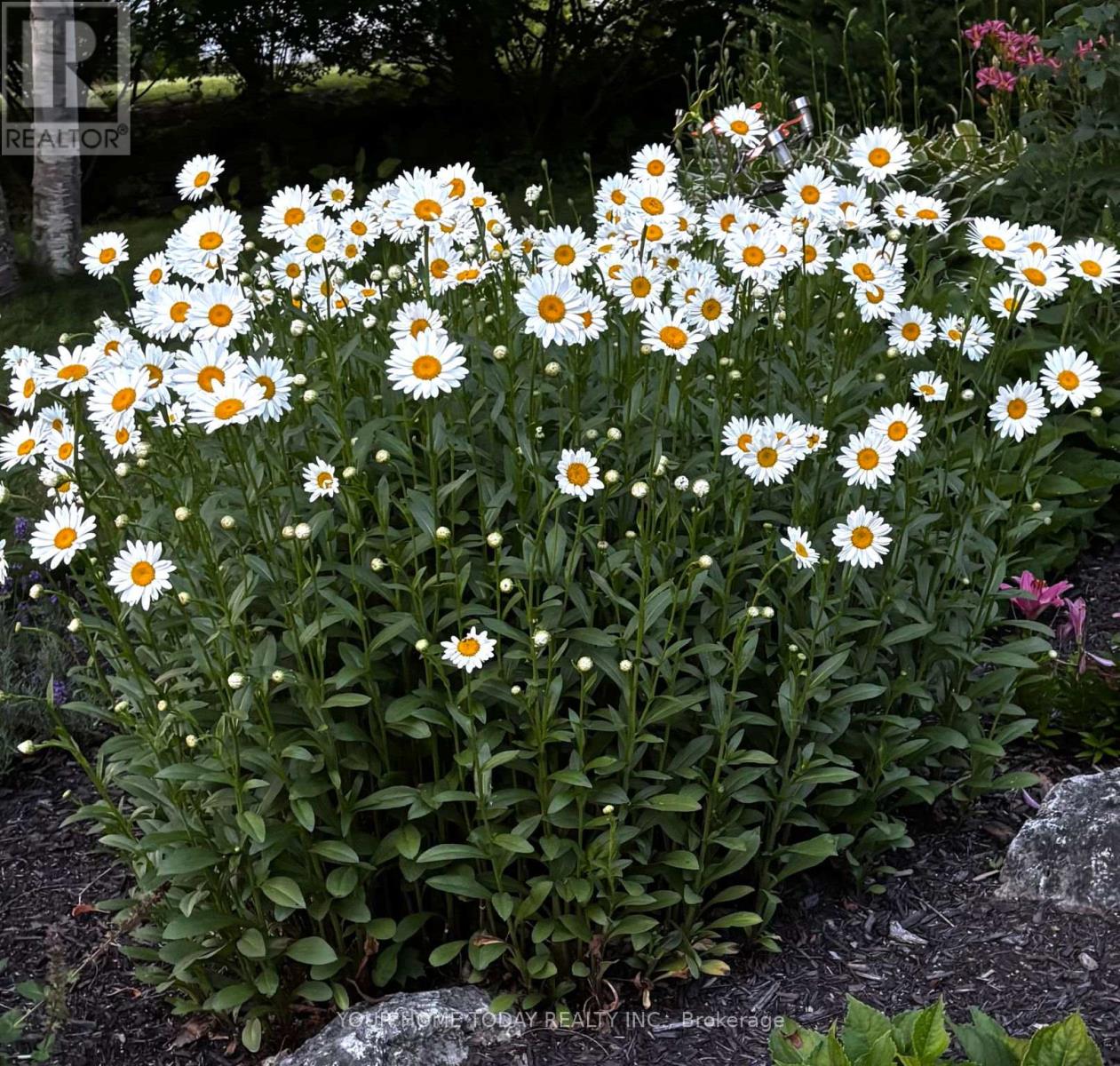 36 Queen Street, Halton Hills (Georgetown), Ontario  L7G 2E6 - Photo 34 - W13008614